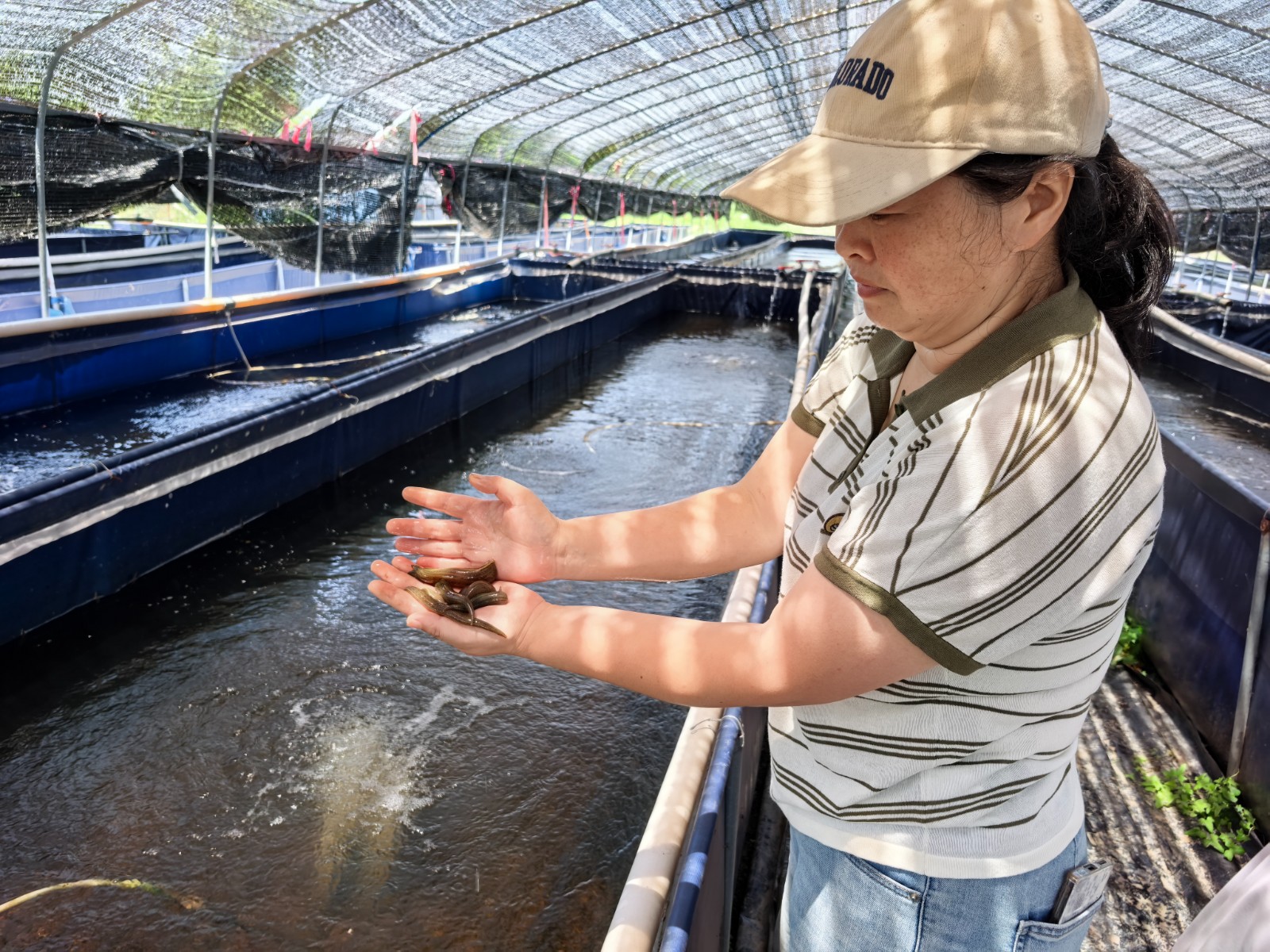 7月16日 星期二 (二版) 高溫下的“蛭”富保衛(wèi)戰(zhàn).jpg 7月16日 星期二 (二版) 高溫下的“蛭”富保衛(wèi)戰(zhàn).jpg