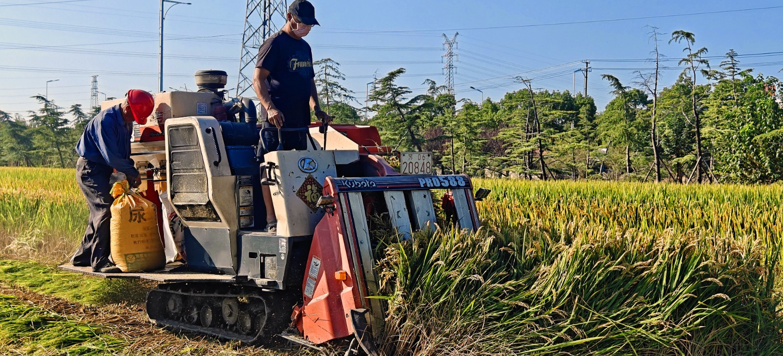 10月16日 星期四 （一版） 10月10日，在掘港街道掘西村，農(nóng)戶正在收割水稻，他們的臉上洋溢出收獲的喜悅。通訊員 李獻(xiàn)誠(chéng) 攝.jpg